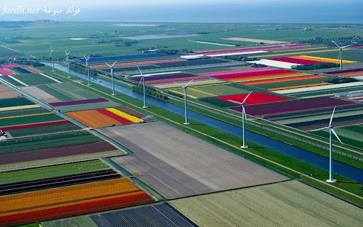 Tulip Fields in the Netherlands holland faedh.net