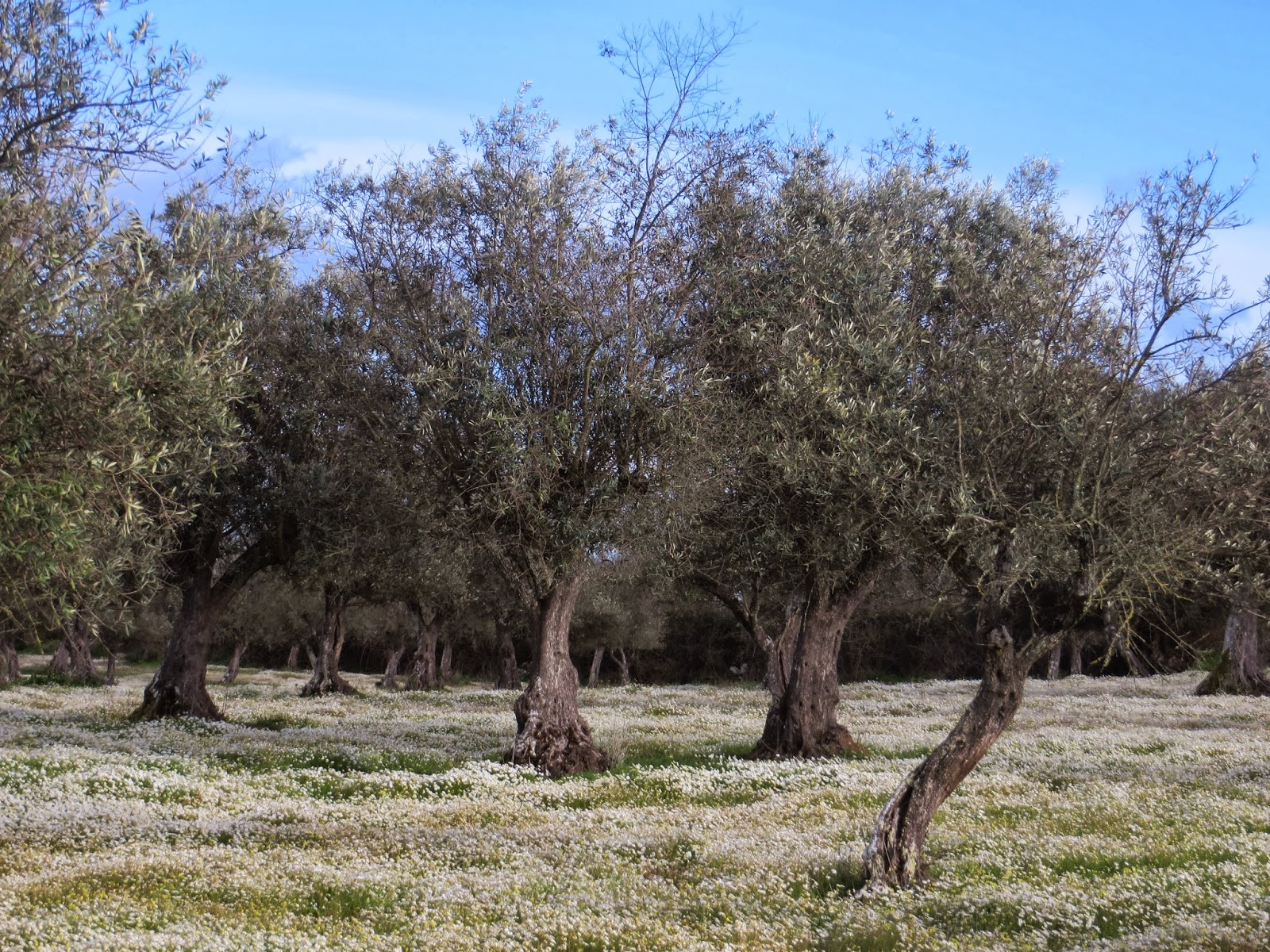 NOMES DE FLORES DO CAMPO Texto Online