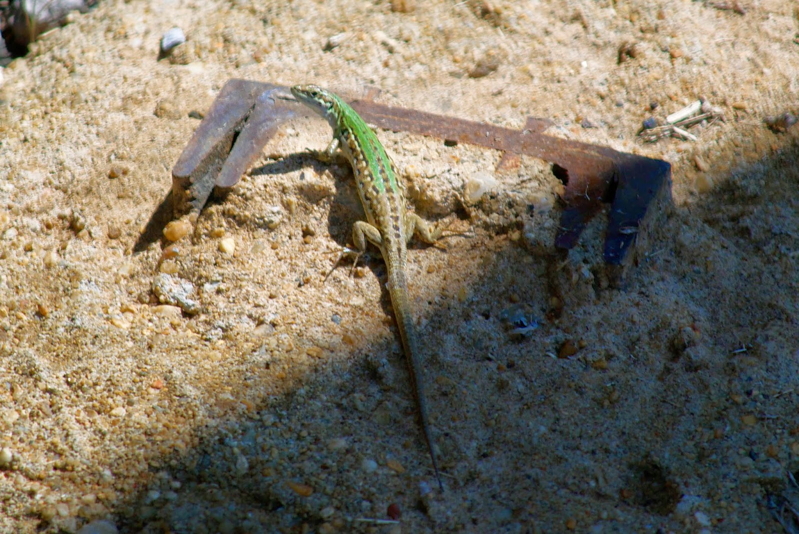 long island lizards