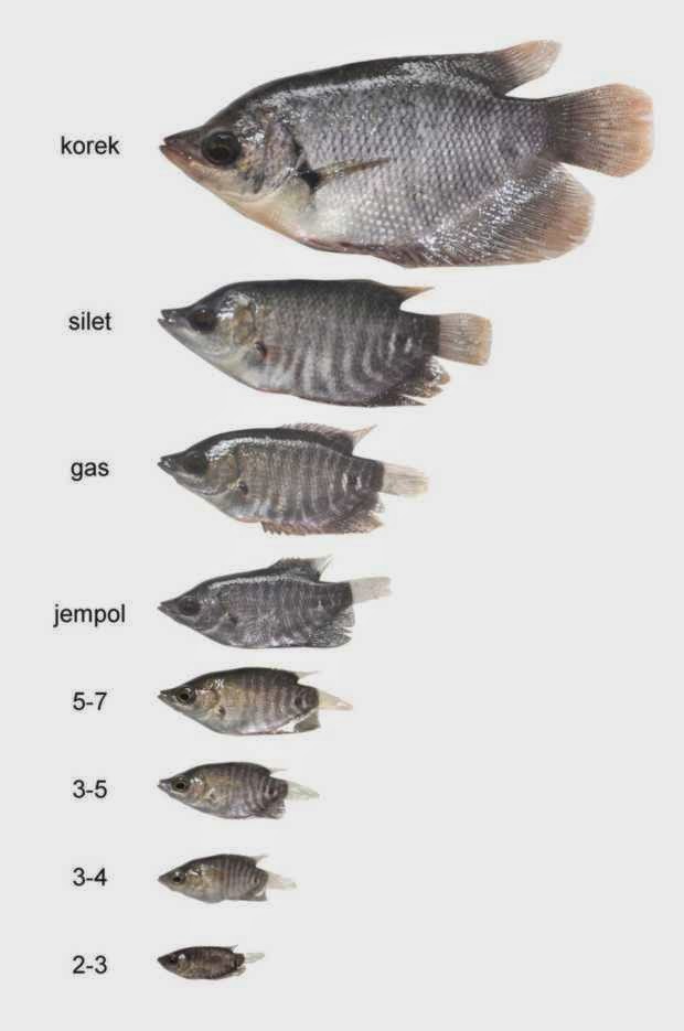tips memilih benih ikan gurami yang baik untuk budidaya tips memilih benih ikan gurami yang baik untuk budidaya
