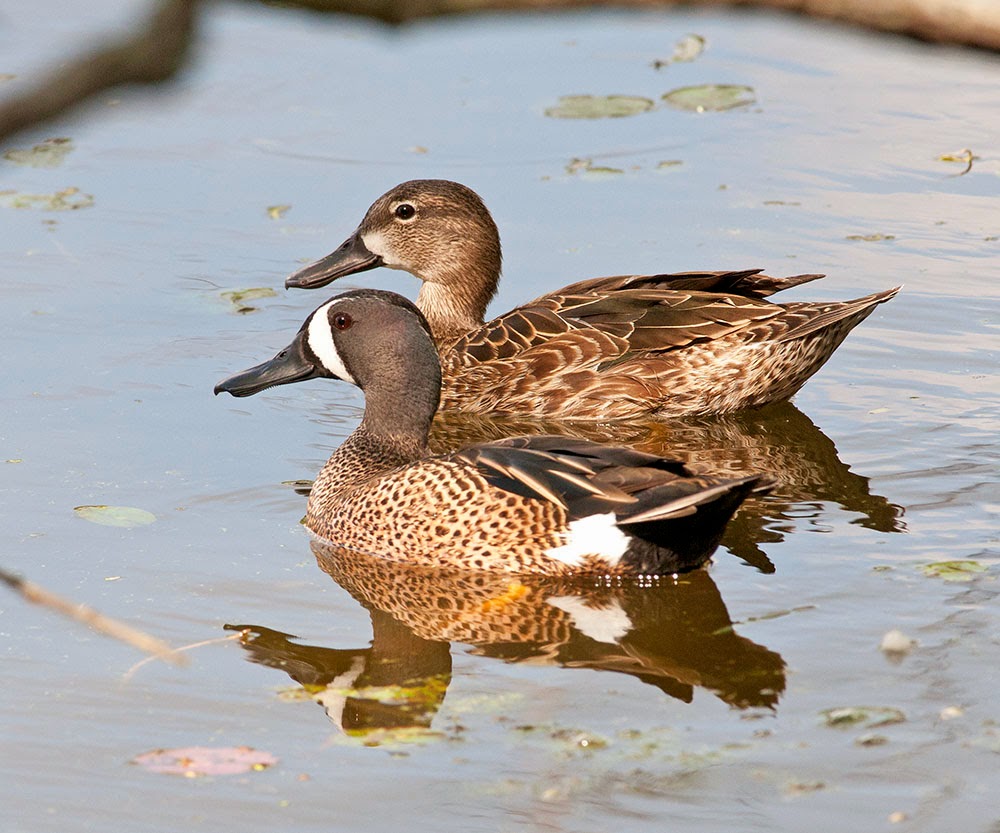 blue wing teal florida sanibel nature tours captain bill russell nature tours