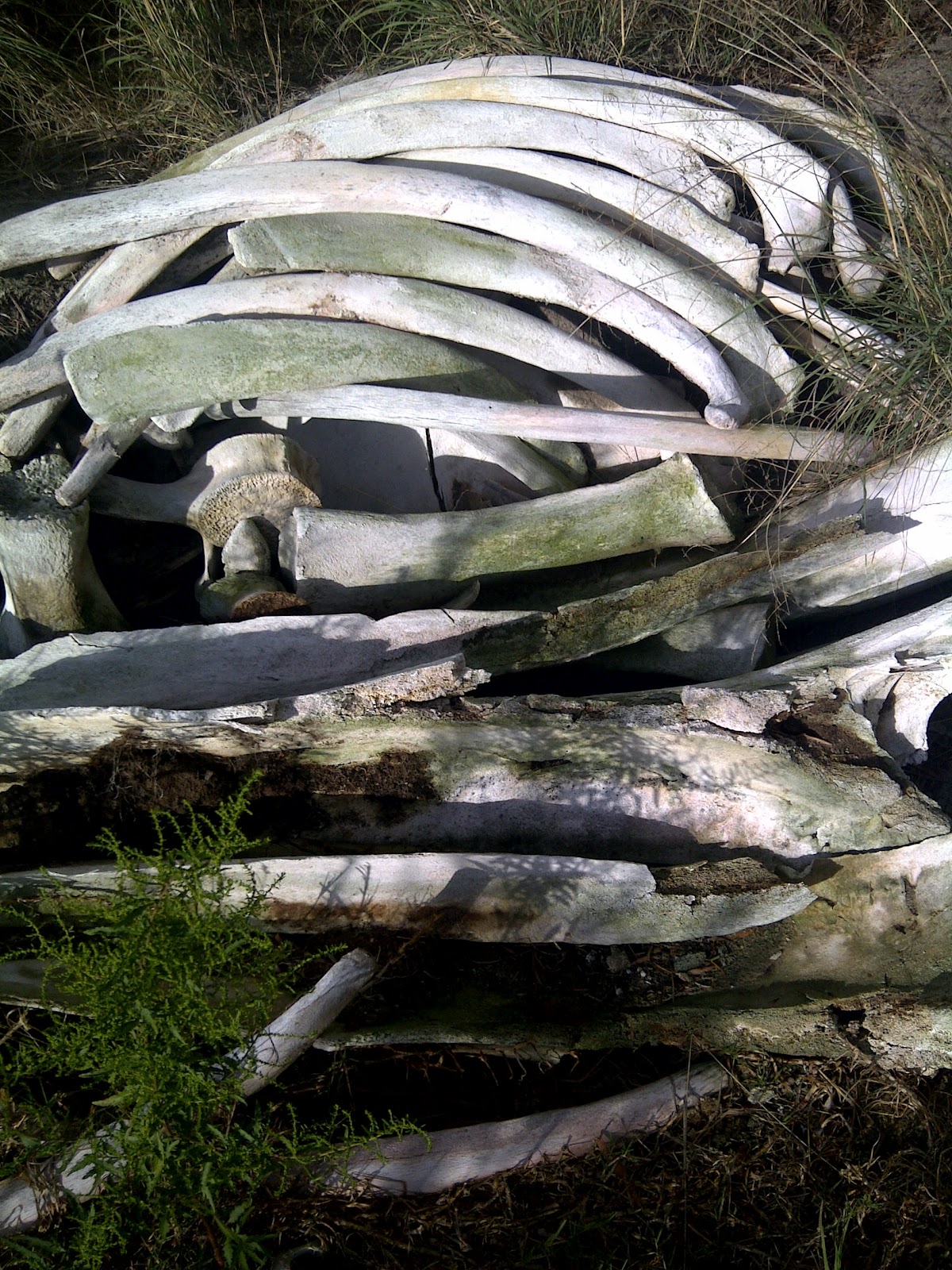A WineDark Sea Whale Grave
