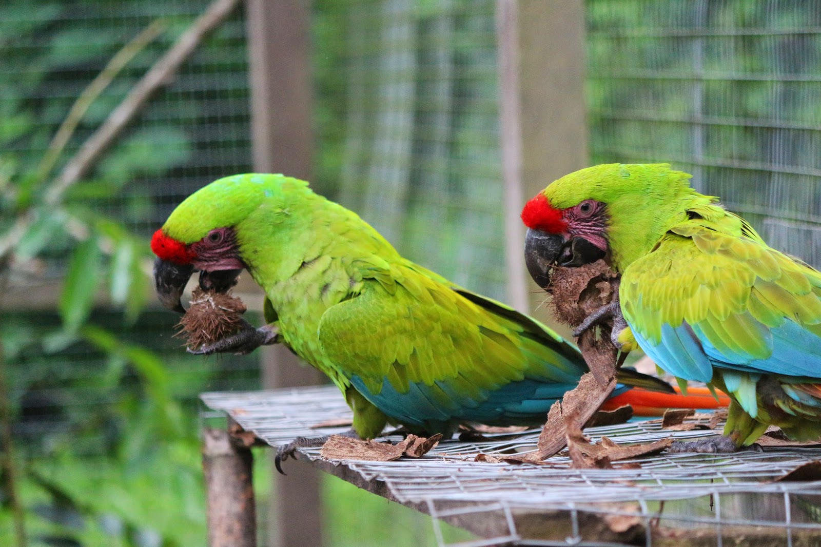 Protecting Ecuadorian Dry Forest Adaptation and release of Six Great