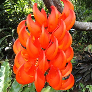 Jual FLAME OF IRIAN ( Mucuna Bennetti) | supplier tanaman rambat berbunga