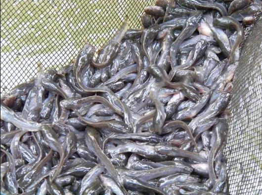 harga jual harga bibit gurame bandung tingginya harga harga jual harga bibit gurame bandung tingginya harga
