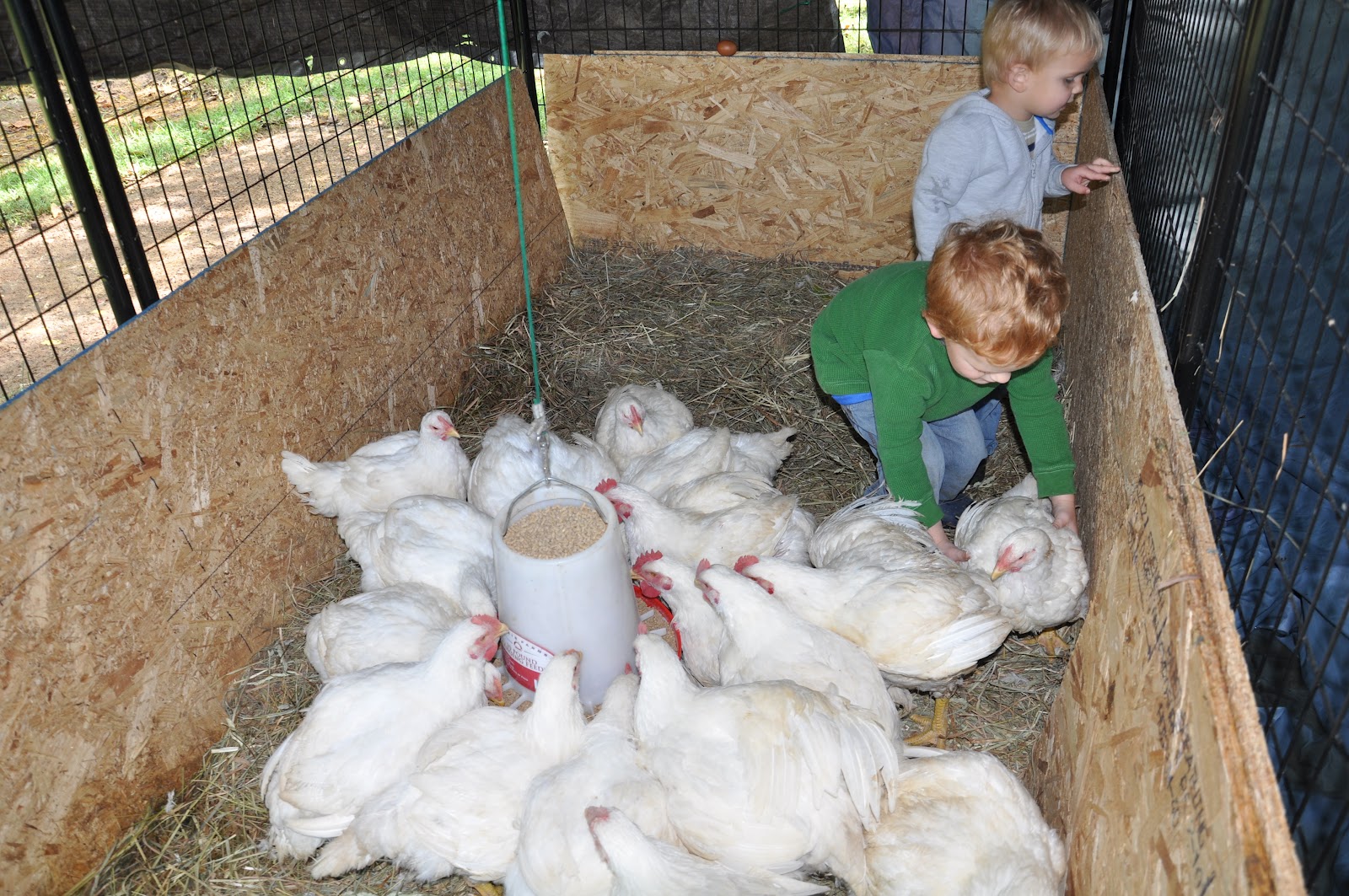 On the Urban Farm No Farmer Cries for the Chickens at Tyson....