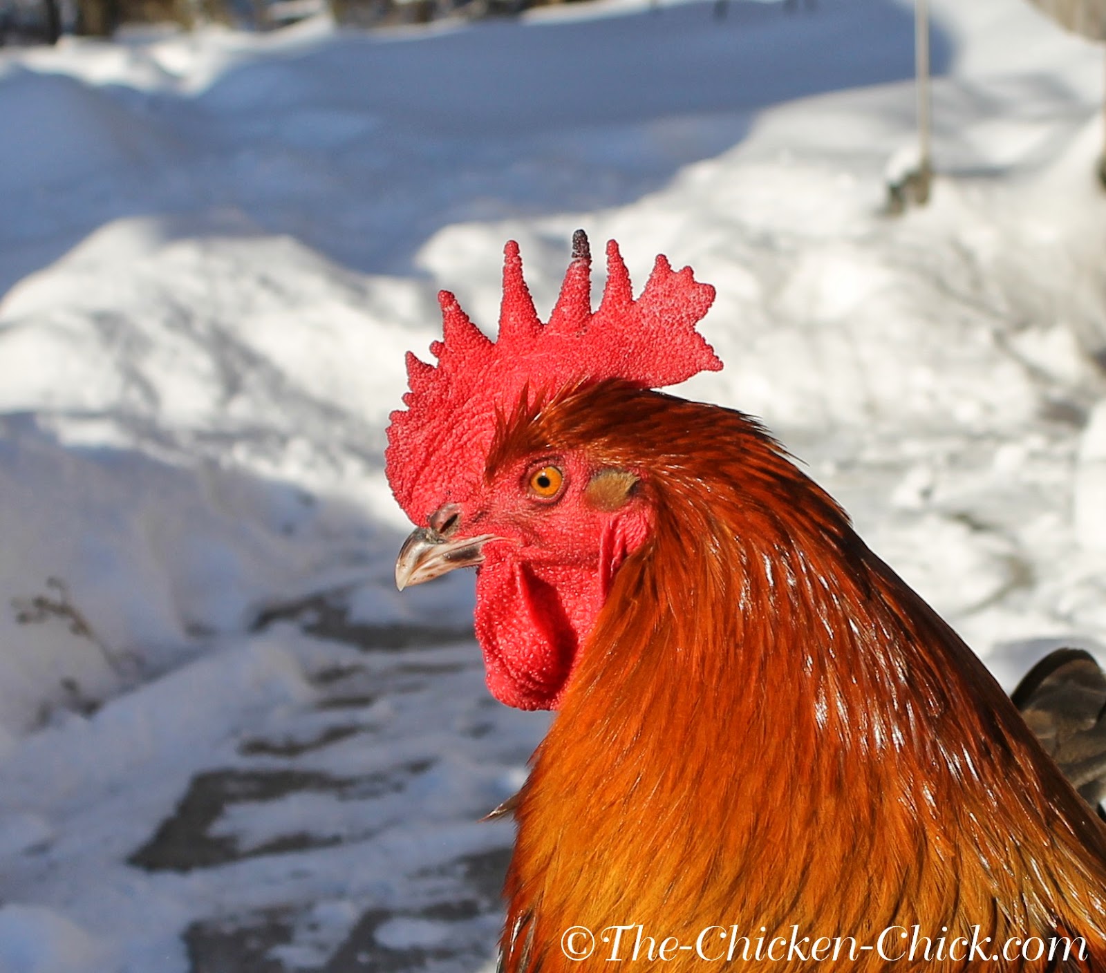 Frostbite in Backyard Chickens Causes, Treatment & Prevention The
