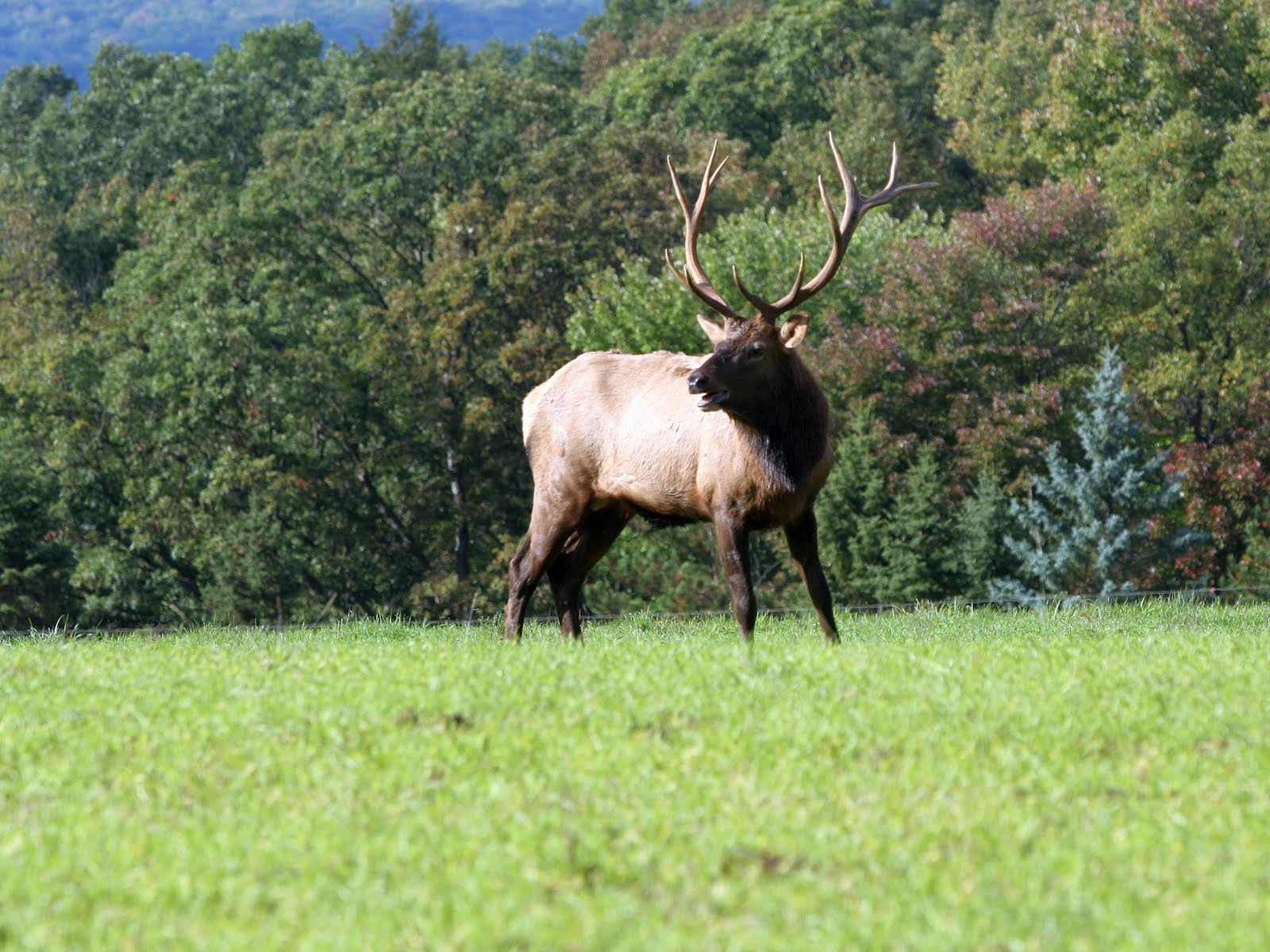 The Everyday Hunter® The Pennsylvania Elk Success Story