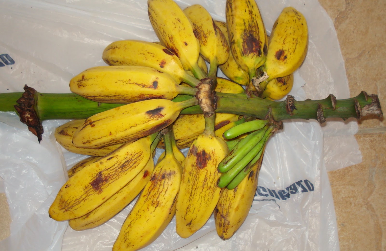 to the Panama Man Is that a Banana in your tailpipe?