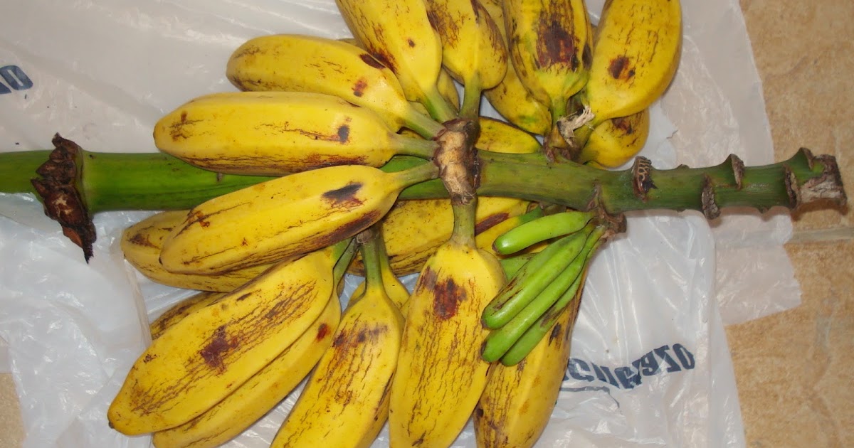 to the Panama Man Is that a Banana in your tailpipe?