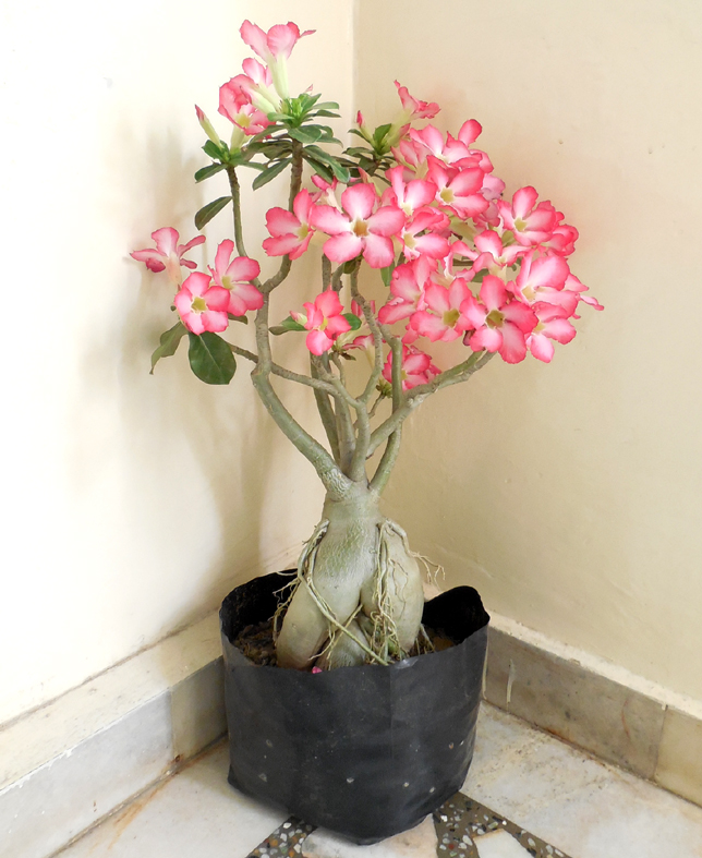 Wholesale Manufacturing Bonsai Adenium Plants Bonsai Adenium Plant