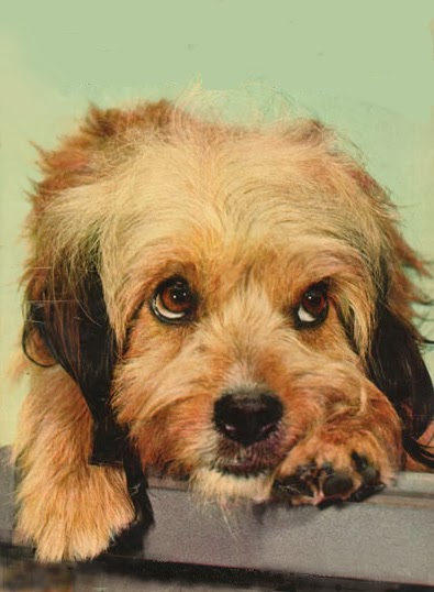 Most Famous Dogs: Most...