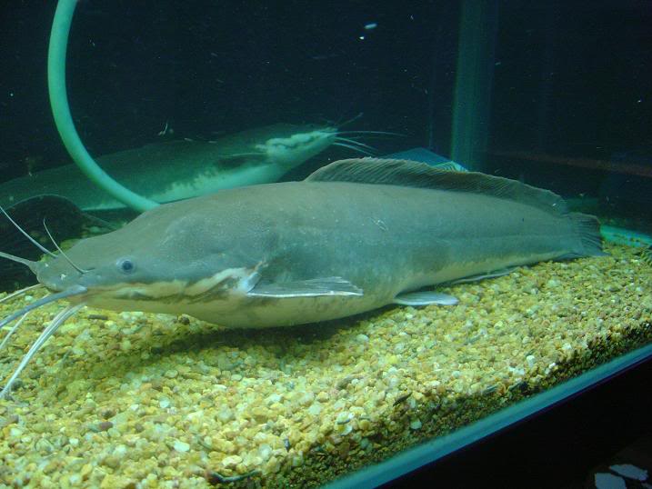 Walking Catfish Fishes