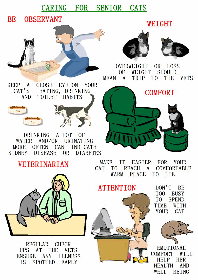 Poster senior cat care tips