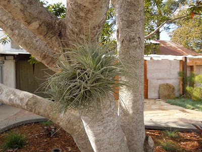 Bromeliad Growing in Tree, © B. Radisavljevic Bromeliad Growing in Tree, © B. Radisavljevic