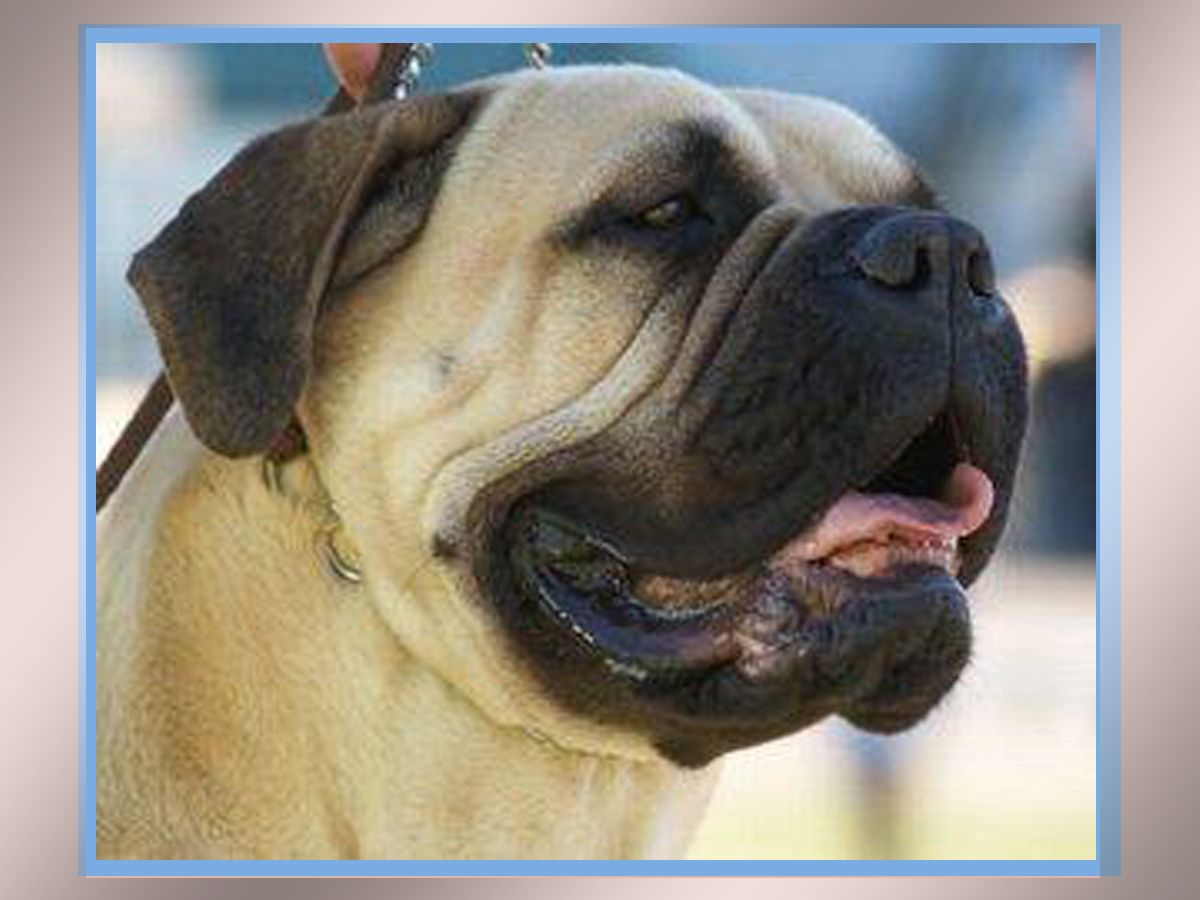 Mary's Be a GoodDog Blog Sweetest Italian Mastiffs Making a Comeback