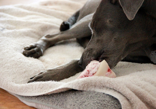 Can You Give Dogs Frozen Bones Can You Give Dogs Frozen Bones