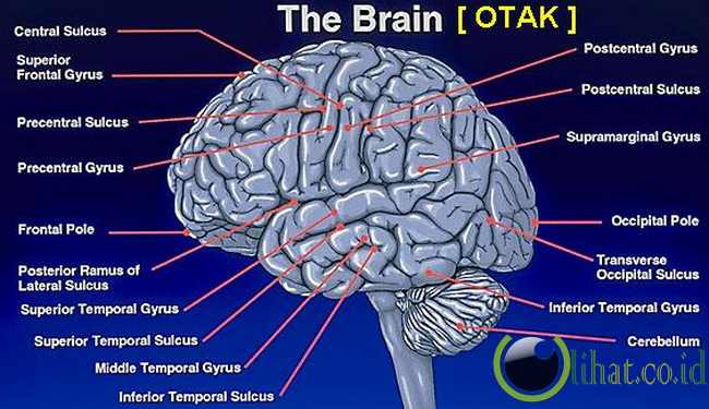 Otak Otak