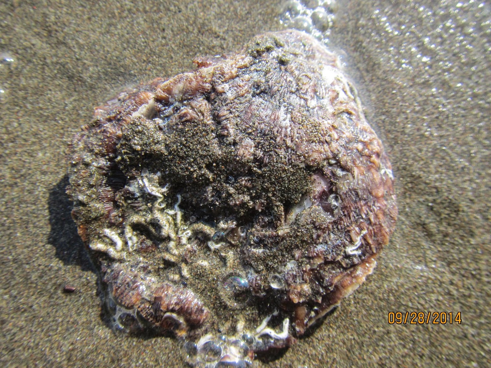 Costa Rica Pacific Coast Mass Animal Deaths Fukushima Radiation - Coenobita Clypeatus Hermit Crabs Photo 12 Costa Rica Pacific Coast Mass Animal Deaths Fukushima Radiation - Coenobita Clypeatus Hermit Crabs Photo 12