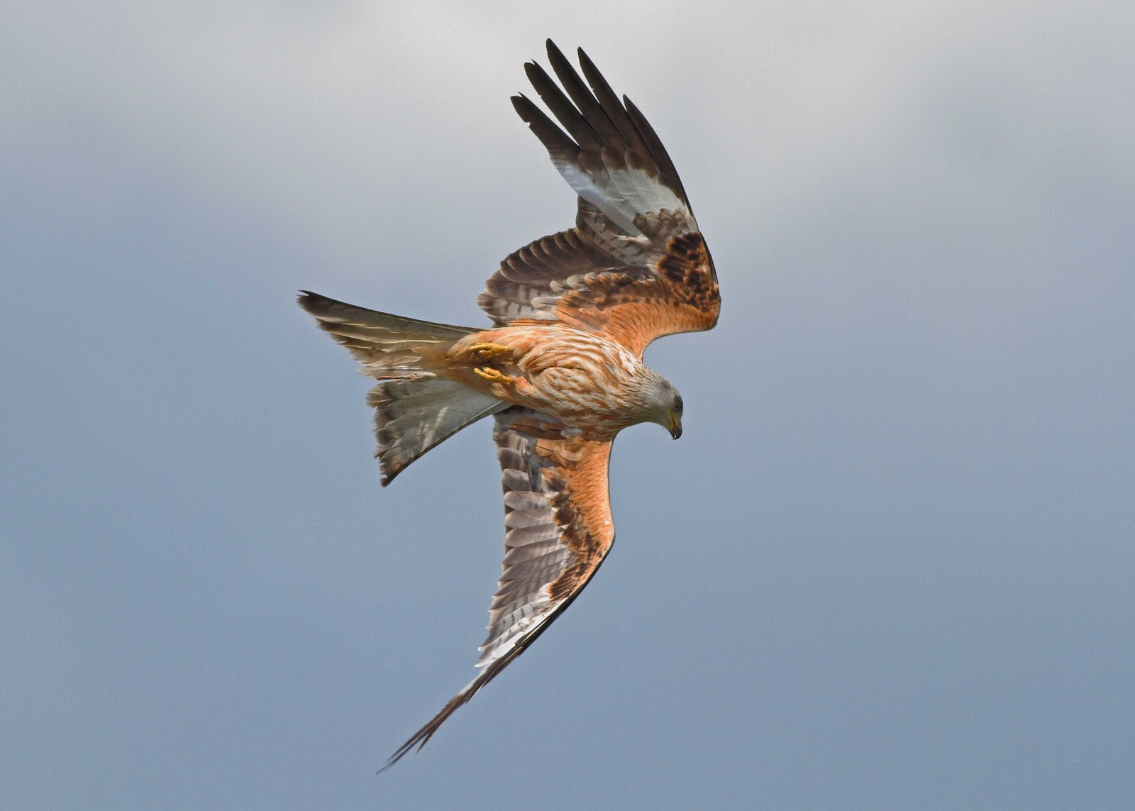 Greater Kent Birder Rhayader May 27th31st