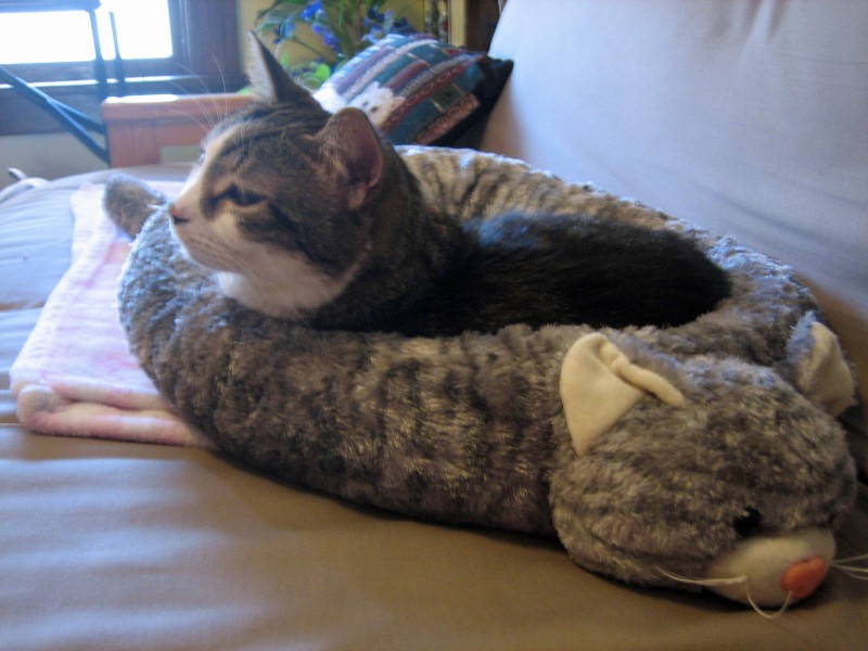 It's all about the cats! Catshaped cat bed