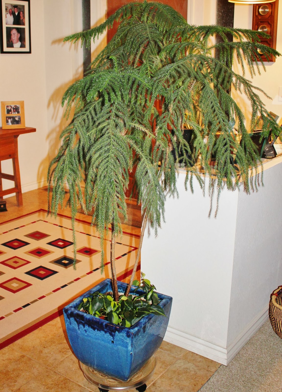 Garden Solutions for the High Desert House Plant Care for