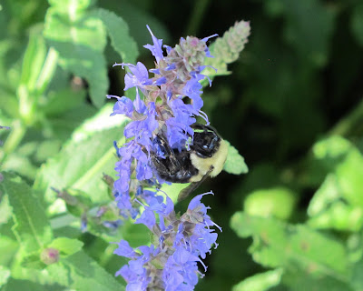 carpenter bee at work 2