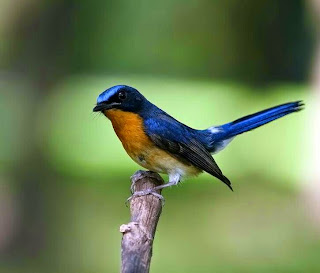 Lagi,download suara burung tledekan/sulingan gunung Lagi,download suara burung tledekan/sulingan gunung