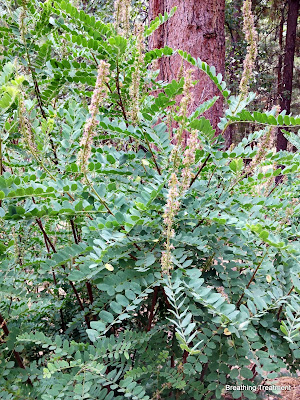 False Indigo (Amorpha californica, California false indigo, False indigo, mock locust)