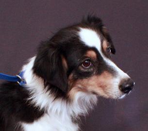 australian shepherd talking