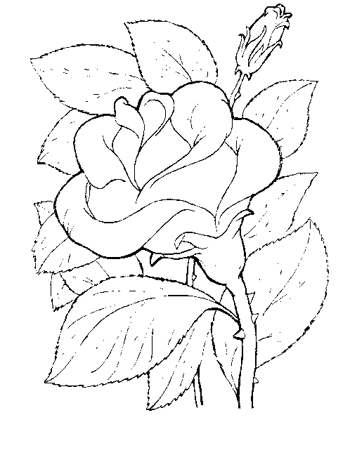 Rose Flower Coloring Pages title=