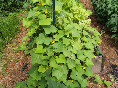 Florida Cucumber Vines