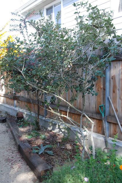 A California Native Plant Garden in San Diego County: April 2013