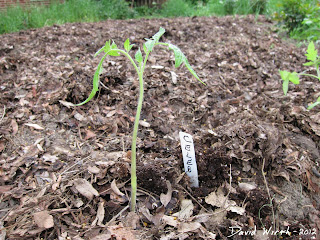 tomato plant, celeb,  sprout, seed, mulch