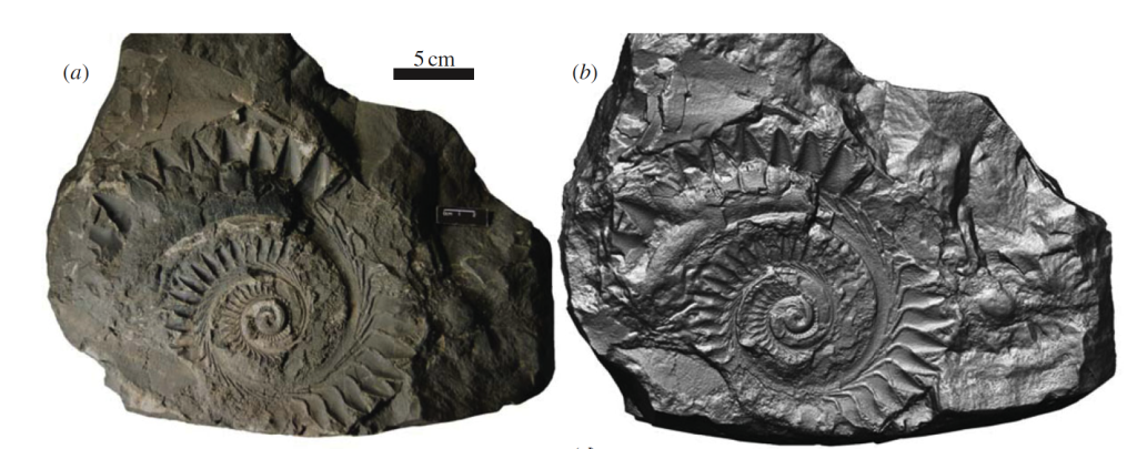 The Ancient Spiral-toothed Shark