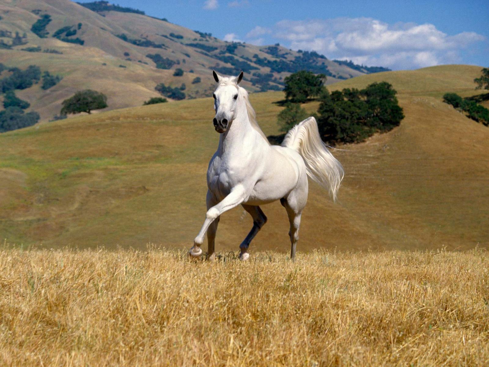 Beautiful Wallpapers: White Horse Wallpapers