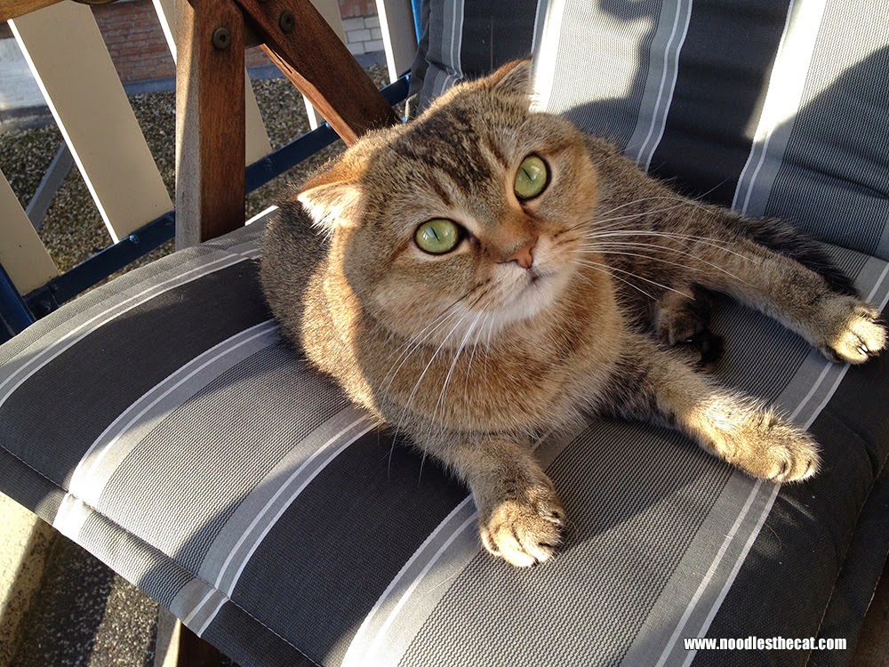 I IZ NOODLES THE CAT The postpooprun phenomenon