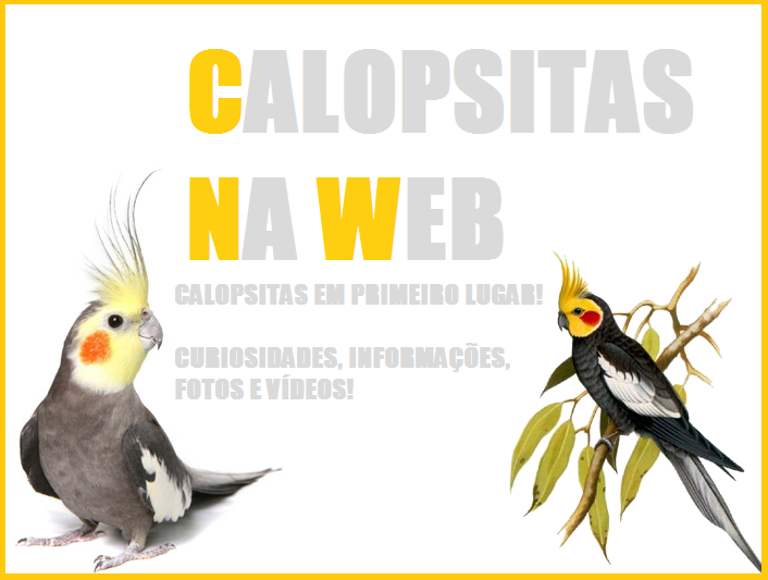 Calopsitas na Web