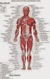 human anatomy a (Revelation of the future posts)