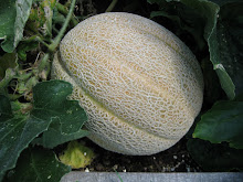 Cantaloupe