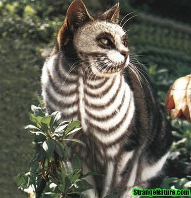 Animal Funny Picture