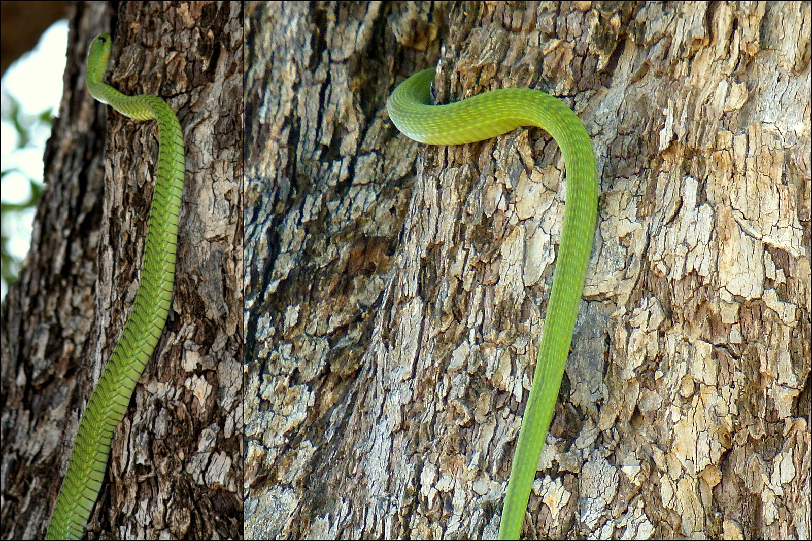 quand la girafe rencontre le chacal