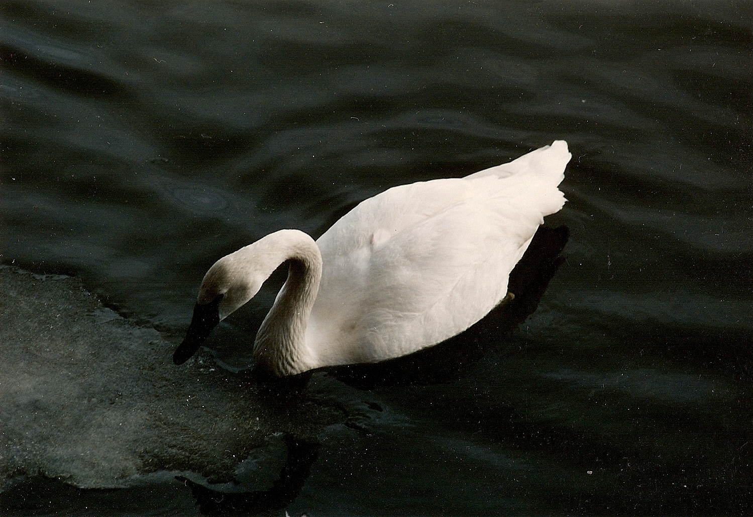 Swan Kills Man