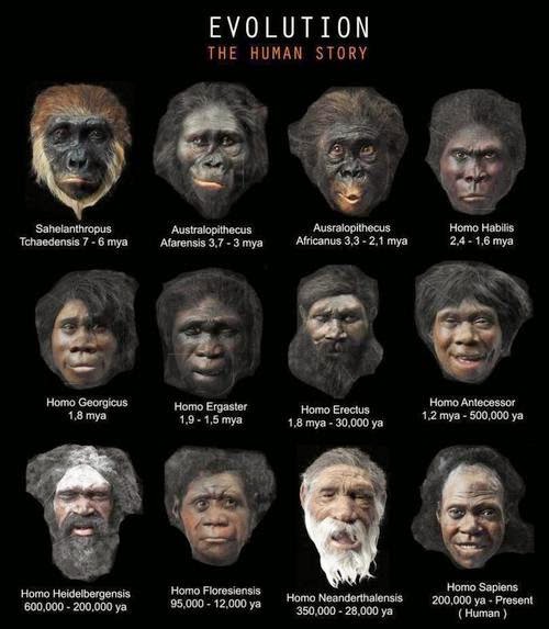 human evolution timeline