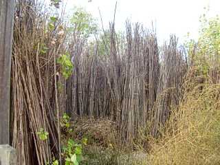 CONTROL POPULAR ARGENTINO...: SI ALGO DISTINGUE A ESTE GOBIERNO ES LA