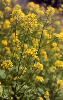 mustard wild plant leaves uses plants edible flowers common seeds alba purslane eat prepper verdolaga edibles can synapsis chicks sinapis