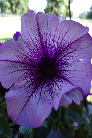 Petunia purpura - Solo Nuevas Petunia purpura - Solo Nuevas