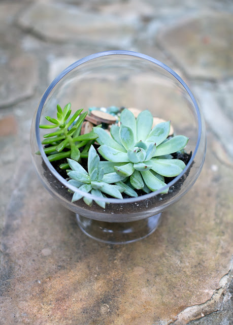 Accent Decor Terrarium