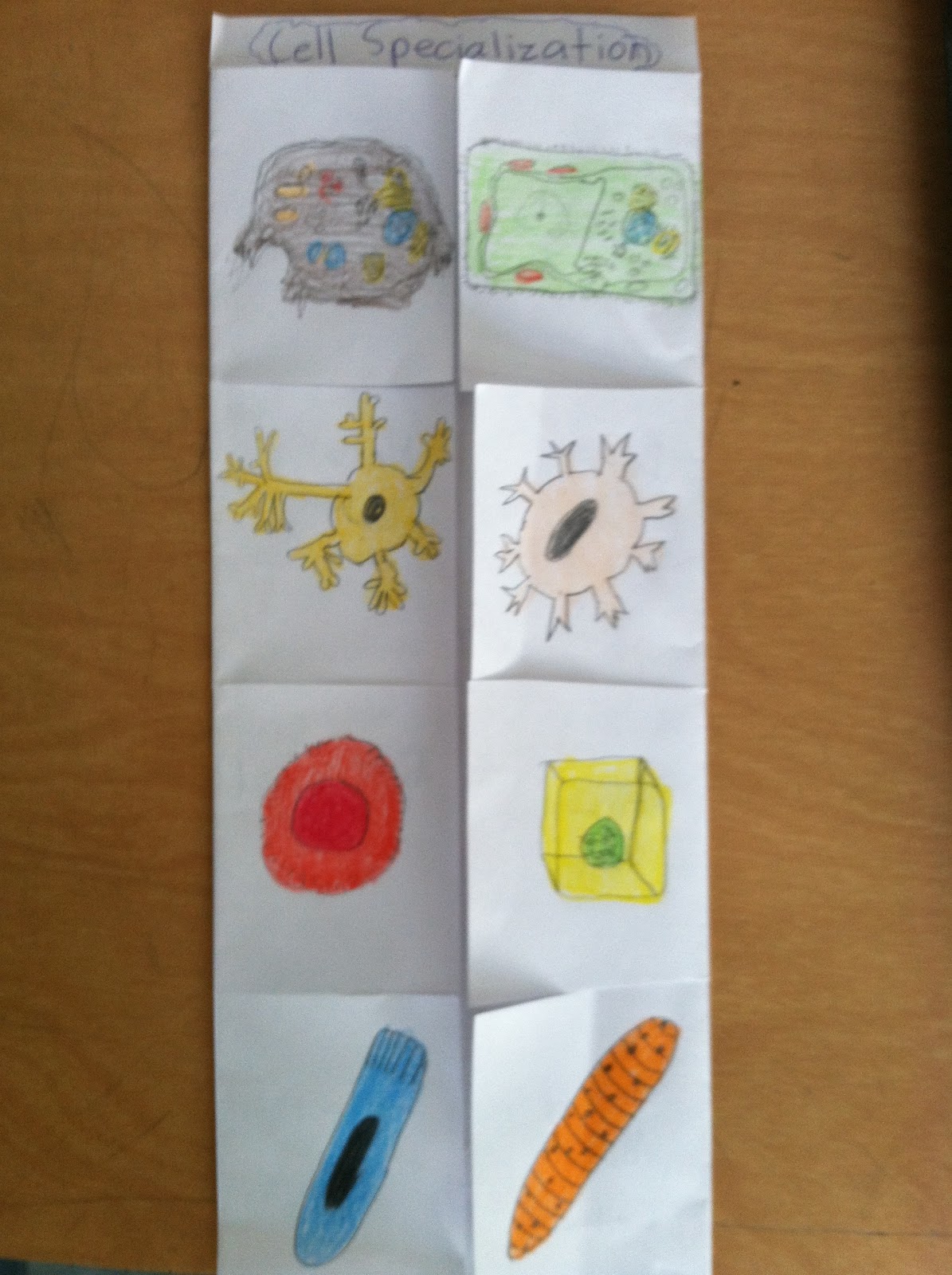 Foldables...How Amazing Are They? Teaching in Room 6