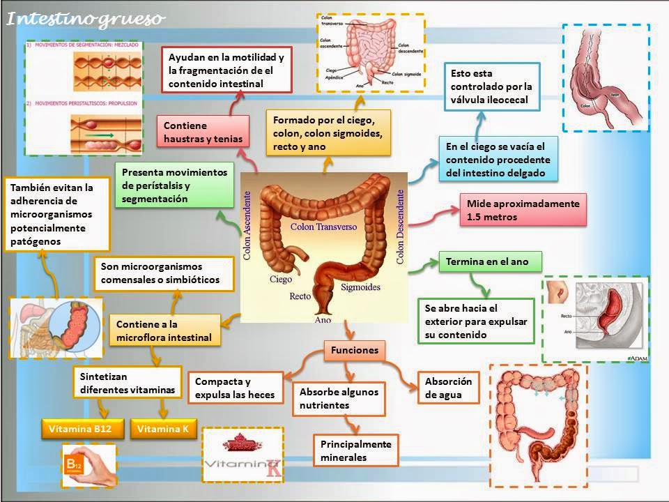 Blog de Fisiología Básica de Rogelio Eduardo Enriquez Lopez Intestino